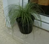 plume1.webp