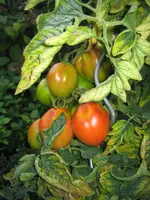 test IMG_0186.webp