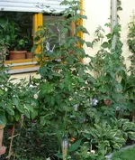 DSC00769.webp