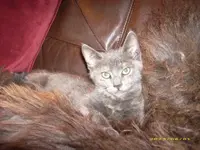 alischa.webp