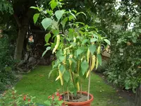 2008_08_27.webp