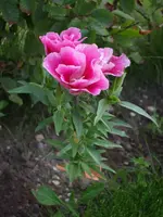 DSCF0785.webp