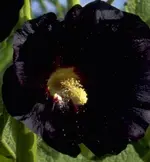 alcea-rosea-varnigra.webp
