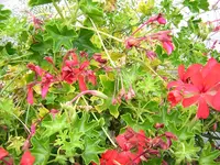 DSCN0427.webp