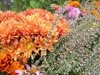 DSCN0431.webp