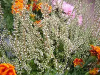 DSCN0432.webp