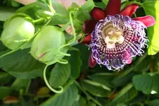 passiflora quadrangularis.webp