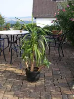 Yucca.webp