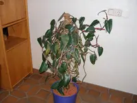 Rankpflanze.webp