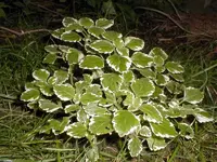 elfengold.webp