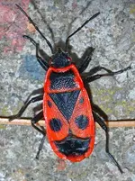 299px-Pyrrhocoris_apterus_(aka).webp