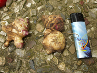 DSCF1449.webp