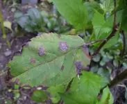 apfelbaum.webp