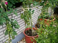 IMGP1889  - 100e von tomaten.webp