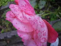 rose2.webp