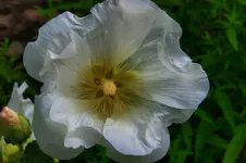 blume.webp