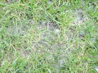 STA70148.webp