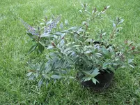 Ableger 002.webp