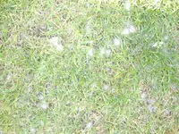 STA70166.webp