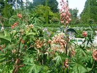 Mainau_2008 041.webp