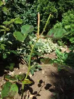 rose1.webp