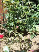 rose3.webp