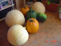 Bilder garten 061.webp