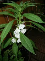 DSCN3295.webp