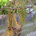 Lebensbaum-krank-02.webp