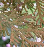 Lebensbaum-krank-10.webp