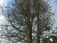 Lebensbaum-krank-03.webp