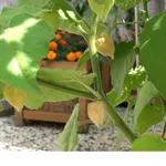 neu 016.webp