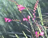 rotestaude-2.webp