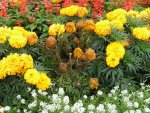 Tagetes V-Insel.jpg