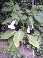 PICT0040.webp