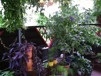 Terrassenpfanzung.webp