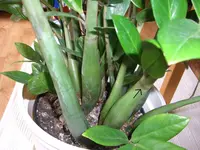 CIMG2434.webp