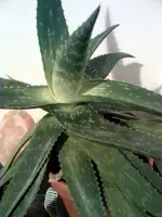 Foto0795.jpg1.webp