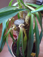 DSC00683.webp