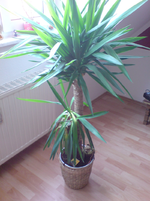 DSC00684.webp