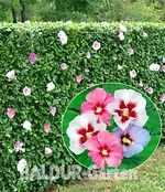 Hibiskus-Hecke.webp