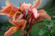 cannacleopatrav.webp