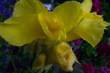 cannamischunggelbv.webp