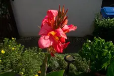 cannasalomonPink1v.webp