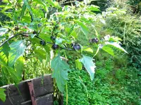 Physalis 2008 001.webp