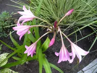 mini-Gartenorchidee (2).webp