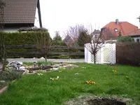 Krokusse2.webp