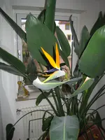 snipe_0112.webp