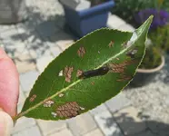 Blattsauger2.webp
