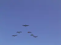 Himmel mit Gänse.webp